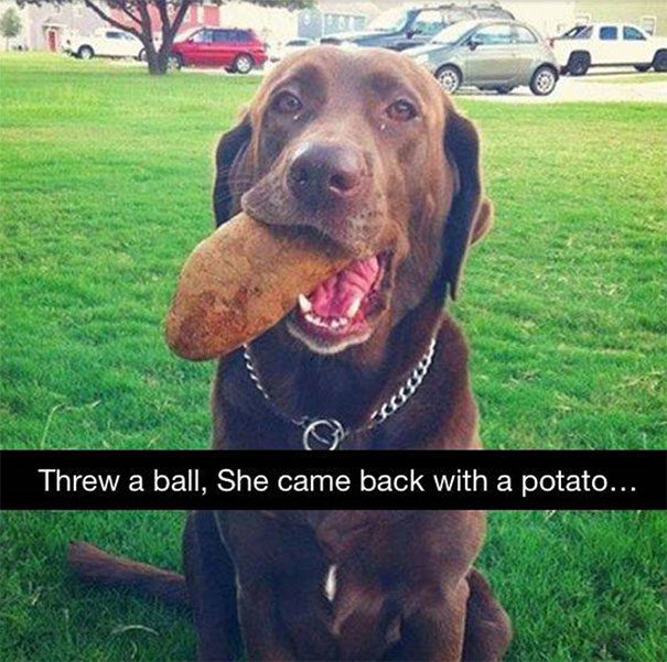 "She's retriever, not a genius."