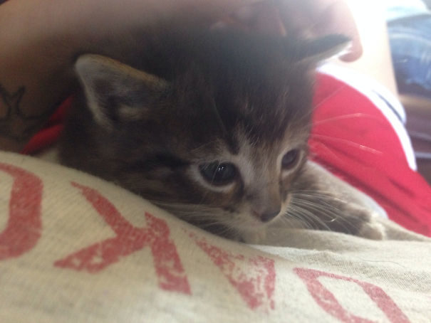 "While I was drinking coffee this morning, my dog brought me this. I have no idea where it came from."