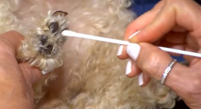 After swabbing the paws of five different dogs, the results included multiple types of bacteria and fungi...