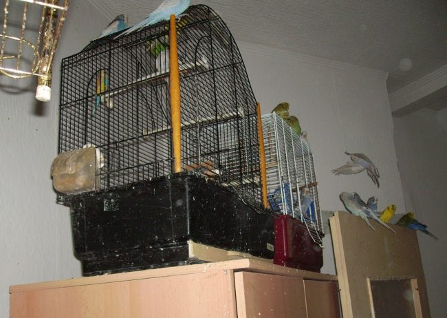 Animal hoarding is listed as a subtype of hoarding according to the DSM, but researchers have recently published arguments in a journal called Psychiatry Research about why the subset should be recognized as a separate disorder.