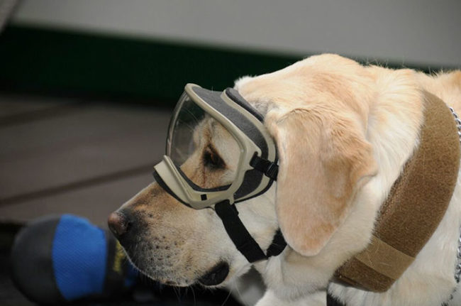 She has special goggles to protect her eyes as she digs through the rubble to find survivors.
