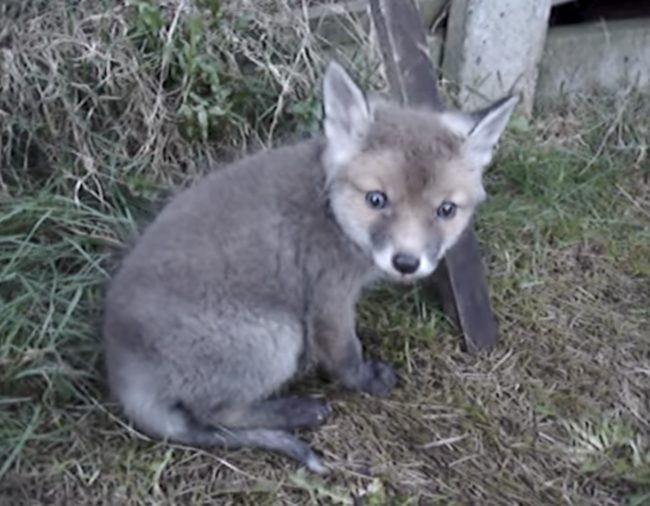 He quickly freed the little fur ball from its prison and the little fox couldn’t have been happier.