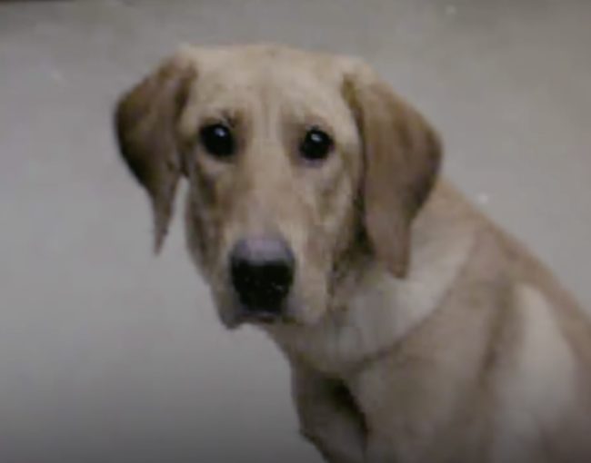 Jessi stumbled upon a picture of ayellow lab from a local shelter, which she described as “looking like I felt.” Feeling an instant connection with the photo, she set out to adopt the dog.