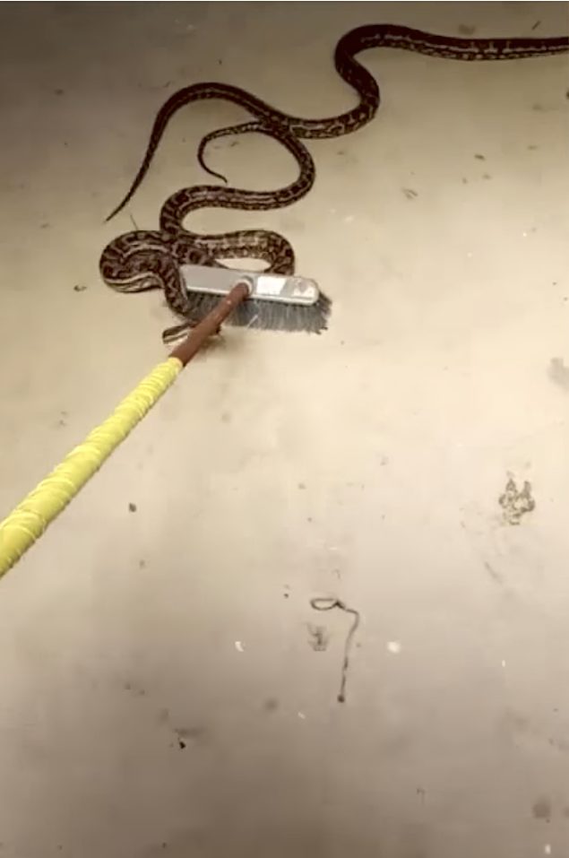 But rather than freaking out, Murphy grabbed a broom and swept out the pythons like it was nothing!