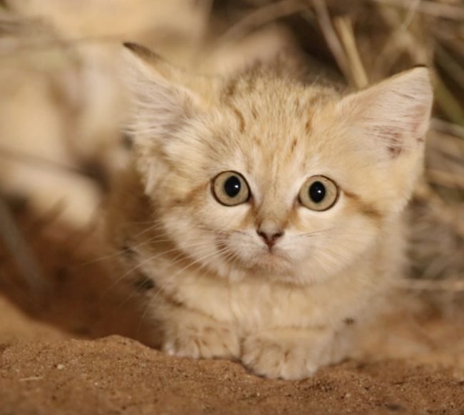 The footage from the biologists also showed unbelievably close detail of the kittens’ appearance. Sand cats have broader faces and much larger ears than your traditional domestic cat.