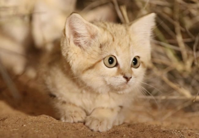 The biologists discovered three sand cats in the early hours of the morning, in what many believe to be the first sand cat sighting in the Sahara.