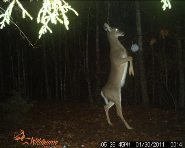 "Ah, yes, I am a fancy deer, look at me walk like the humans."