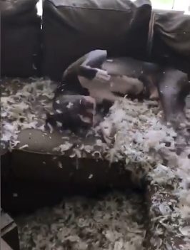 Not only did the little guy look totally comfortable, but he rolled around in the feathers as if he was enjoying himself!