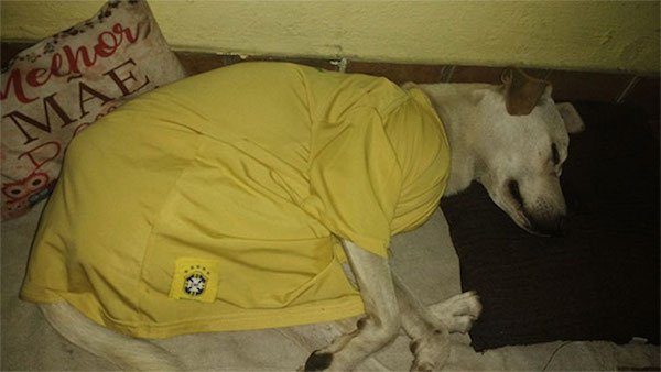 In fact, he even came back later that day to find the dog who made such a mess. Sanchez named him Enzo and took him home.