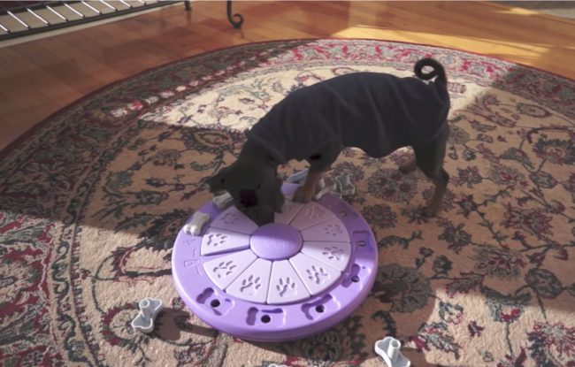 And after every doggy puzzle she completes, there's a snack waiting for her.