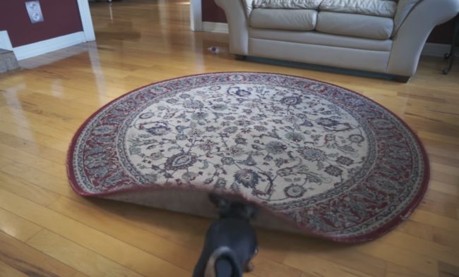 Ripley's owner thought he could trick his pup by putting her ball under the rug, but such a simple task was no match for this pup.