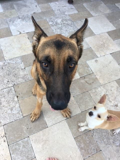 Back at the shelter’s trauma hospital, the two were reunited and became inseparable. Jefe hardly ever left Jericho's side, supporting his best friend through recovery.