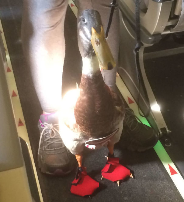 "Here is Daniel the Emotional Support Duck in all his red-shoed glory."