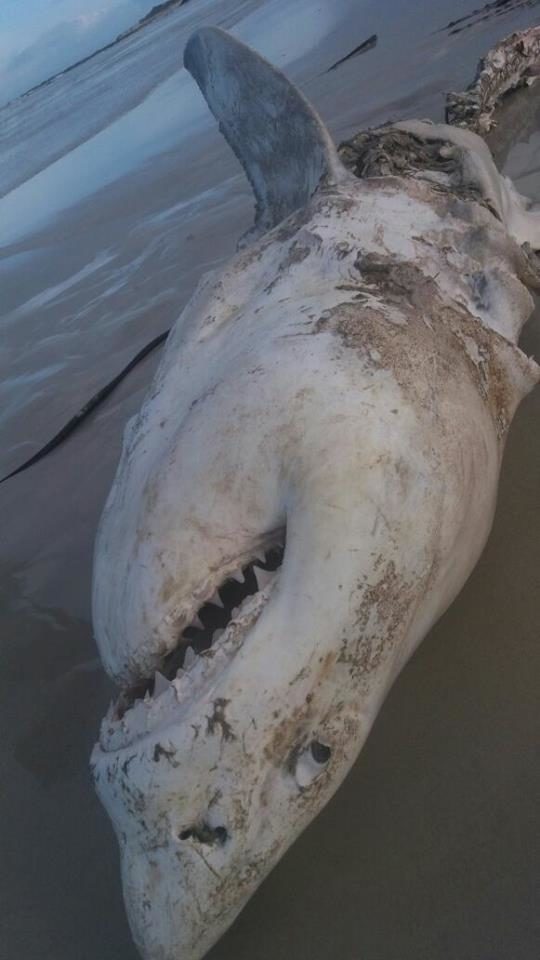 The orcas appear to be capitalizing on tonic immobility, a quirk among sharks and rays. When they are turned upside down, they go into a trance-like state, essentially paralyzed and helpless.