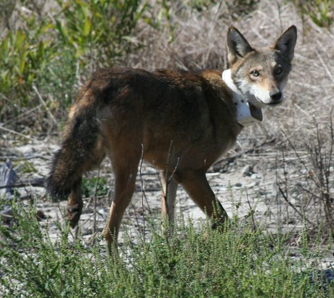 Many private landowners in North Carolina support ending the program, which would effectively push red wolves in extinction. While the bill states the recovery program has failed to meet the population goal of 220 in the wild, scientists say there's still hope for the red wolf with time and an updated plan.