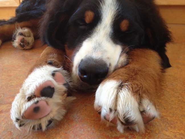 The closeness of the dog’s toes also makes it nearly impossible to properly ventilate the area, forcibly trapping moisture, which can help breed bacteria.