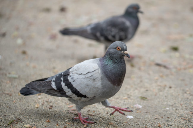 What makes this new revelation so significant is that these animals are able to comprehend these higher level processes despite not having a cerebral cortex. This means that pigeons require the use of a different portion of their brain, which as of now has yet to be determined.