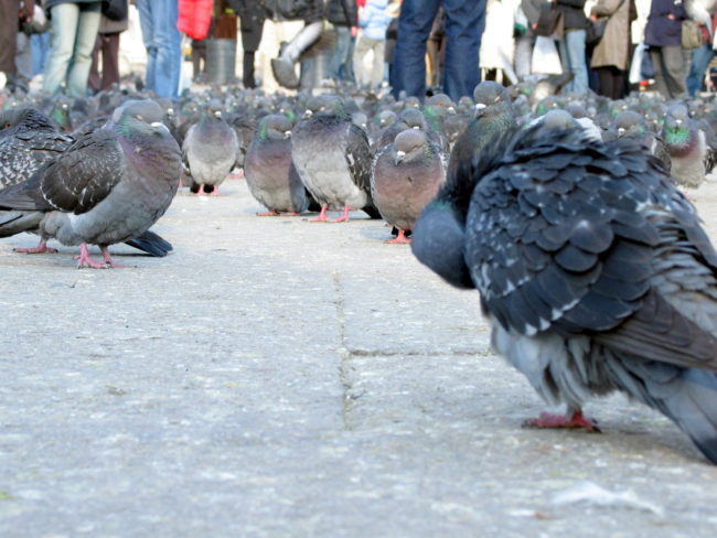 However, the way in which these birds dissect this information is vastly different than humans and primates. Coauthor of the study Edward Wasserman said, “Indeed, the cognitive prowess of birds is now deemed to be ever closer to that of both human and nonhuman primates.”