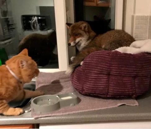 George was less than pleased when he came back, but despite his hiss-filled protests, the fox didn't budge. “He was very tame. He did not want to leave,” Blayze said, adding that he didn't seem to be frightened at all. She had to tilt the bed toward the window to finally coax the friendly animal out.