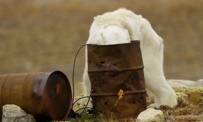 Without food, polar bears wander into human settlements, seeking it out.
