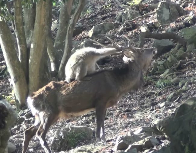 In an attempt to confirm or deny this event as an isolated incident, researchers focused their attention on a population of snow monkeys living in Minoo.