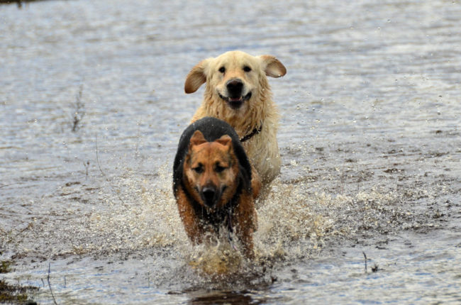 The adult worms will latch onto the intestinal walls of their primary host, which are typically made up of coyotes and foxes but can also extend to domestic animals such as house cats and dogs.