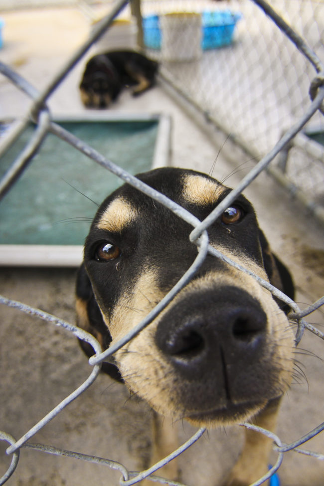 Another horrifying realization about pets as presents is that in order to ring in the new, some owners take their aging pets to the shelters and trade them in for "younger models." For some people, as their pet's health begins to deteriorate, it becomes too much work for them and rather than getting them the care and attention they need, it's much easier to ship them off to their local shelter. Heartbreakingly, sending a senior dog or cat to a shelter is almost always a death sentence.