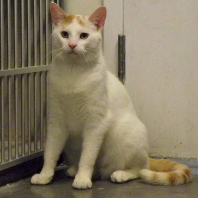 It's in the weeks after the holiday festivities are said and done that shelters become swamped with abandoned animals that people simply decide they no longer want or can no longer care for.