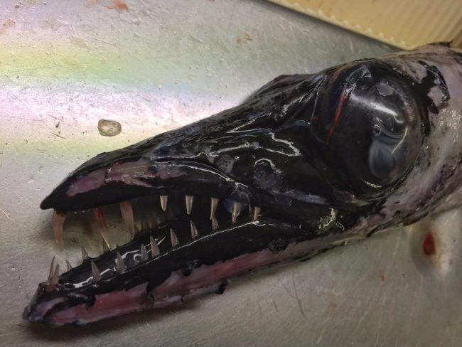 Black Scabbardfish