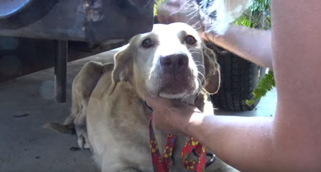 In time, she learned these humans were only trying to help her, not hurt her.
