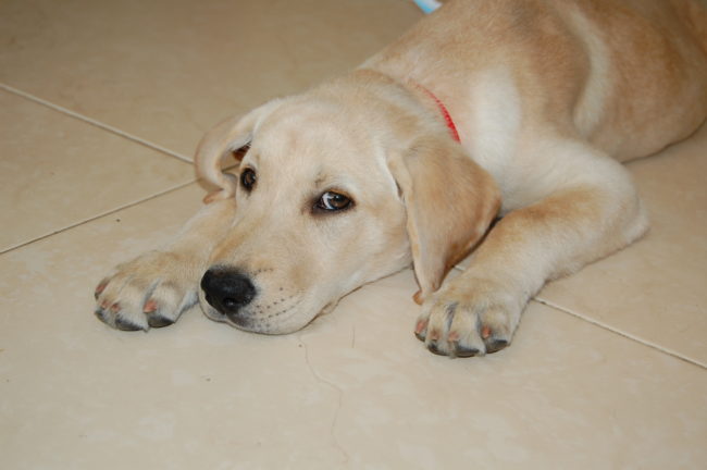 Labrador Retrievers