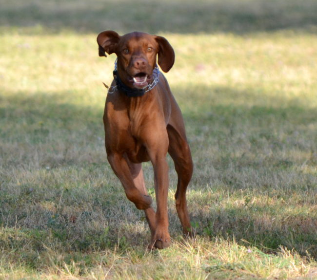 Vizslas