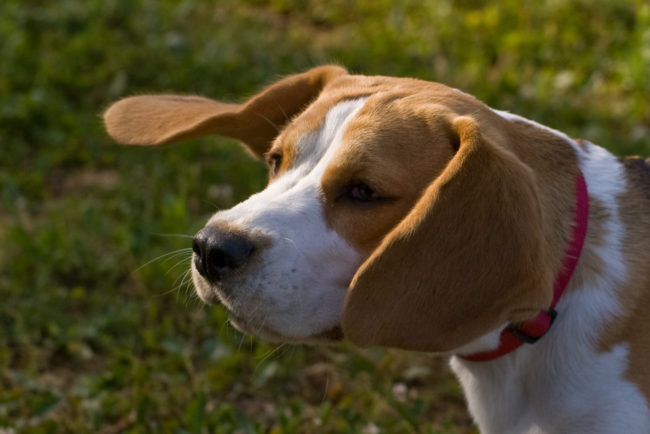 Beagles