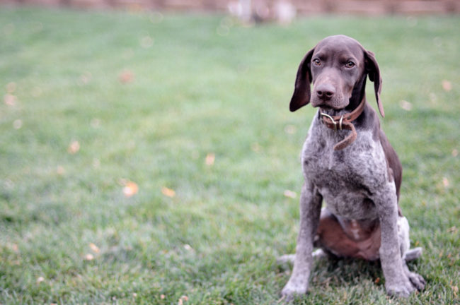 German Shorthaired Pointers
