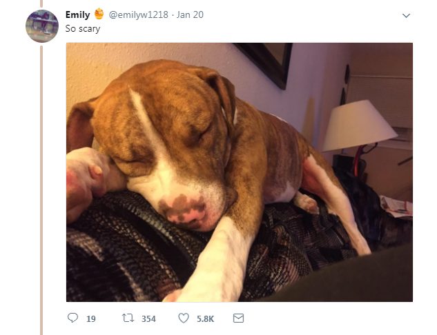 Scroll down and quake in your boots as you witness all the "bloodthirsty," terrifyingly cuddly pups out there.