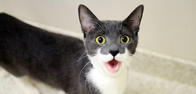 “They need to be softly spoken and capable of cat whispering to calm the nerves of some of our in-patients.”