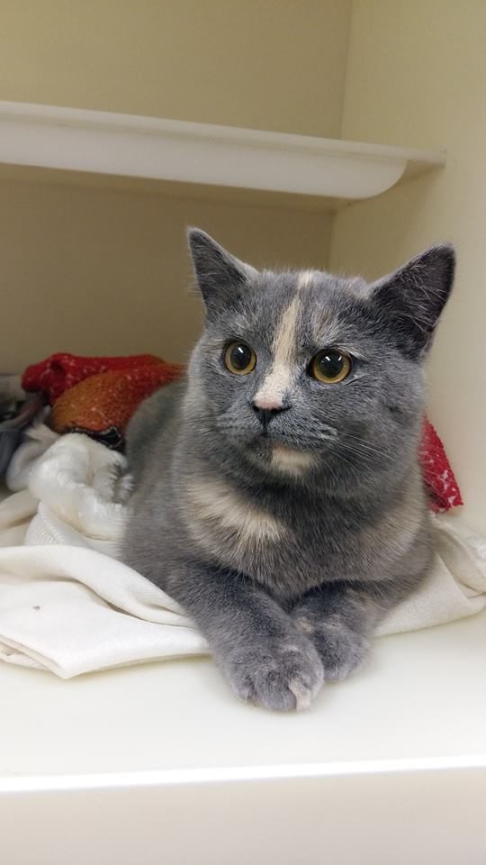 Want A Job Cuddling Cats? Move To Dublin To Make Your Dreams Come True