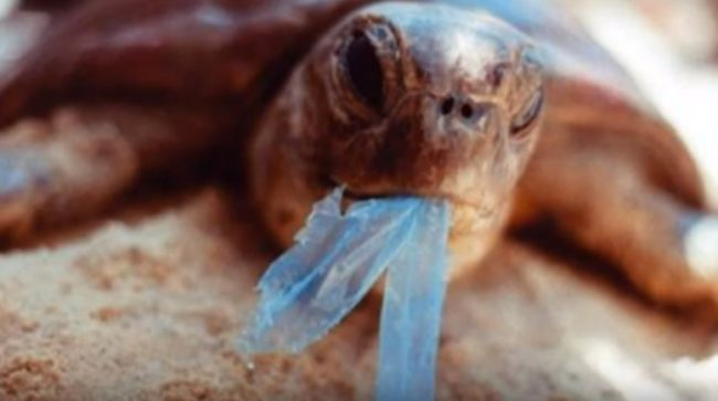 Another part of the plan is to phase out single-use plastics like straws and coffee cups by exploring ways to tax their use. "In a perfect world the revenues of this tax will decrease very rapidly, we have to check in an impact assessment whether this is a sustainable form of income also for the EU’s finances," said Frans Timmermans, vice president of the commission. "I think there is a lot of support out there."