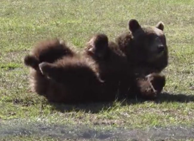 They currently have 14 bears on their property, each with their own unique personality.