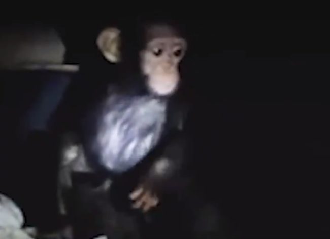 He seemed grateful to be rescued, but there was one problem. He wouldn't let handlers touch him.