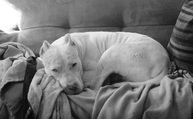 After everything Nico went through, he finally found a forever home with BridgetSwan and her partner, Melissa, in 2009.