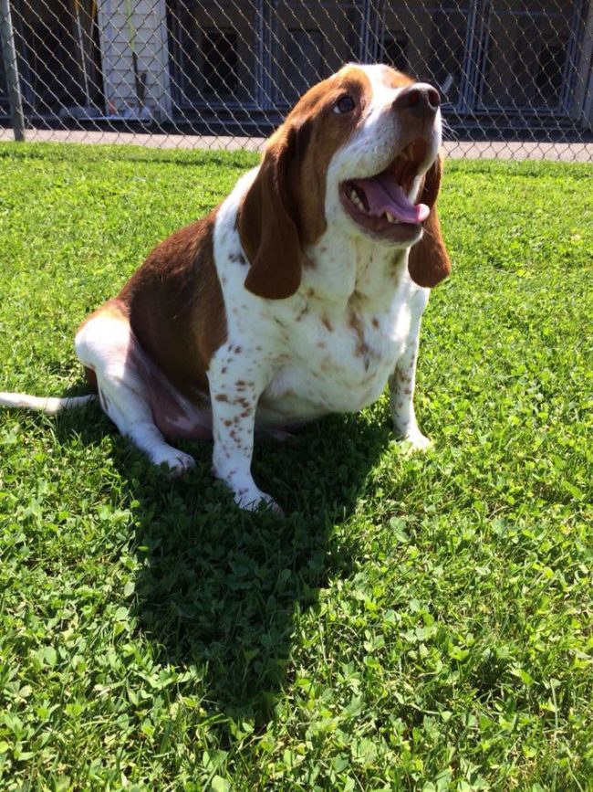 Over the course of six months, Honey shed nearly 40 pounds.