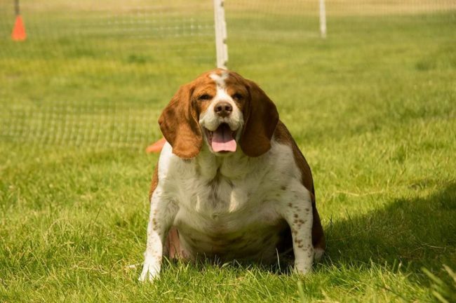Her elderly owner had dementia and would often forget that she'd already fed Honey. She would feed the dog over and over, leading to Honey's massive weight gain. Sadly, the woman dropped her off at the shelter to be euthanized at just six years old, convinced her quality of life was so terrible that this was the most humane option.