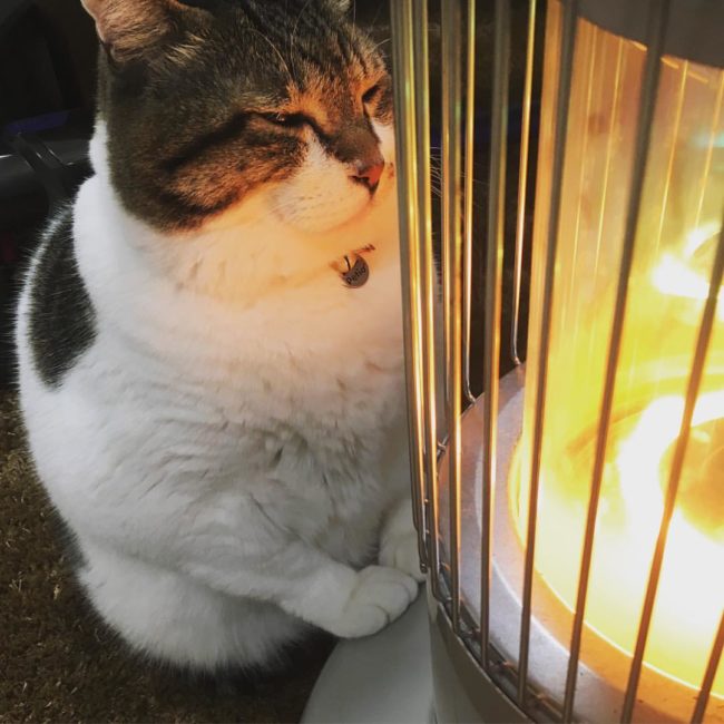 I want someone to look at me the way Busao looks at this space heater.