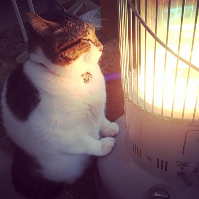 Busao's owner adopted the lovable cat off the streets, so it's easy to see why any warmth would make this cat one happy kitty.