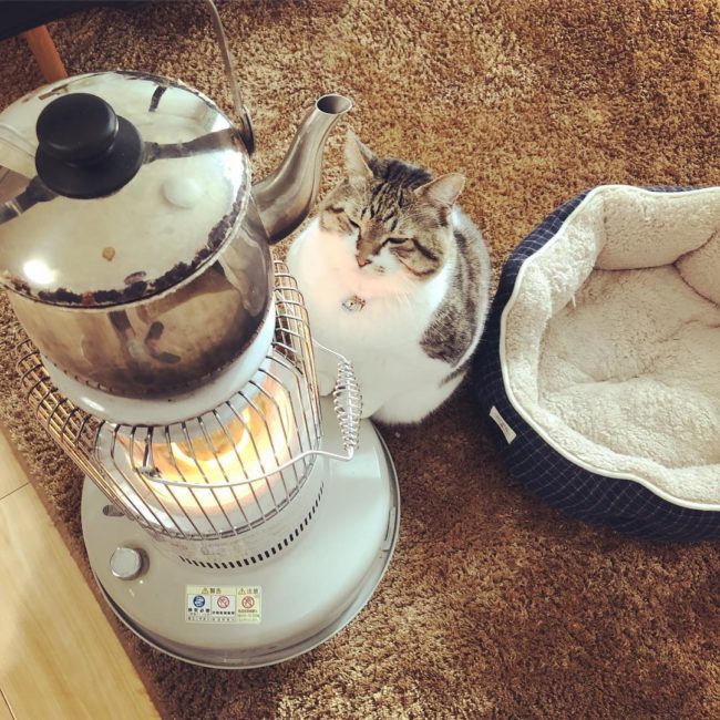 Precious Cat Worshipping A Space Heater In The Winter Is 100 Percent