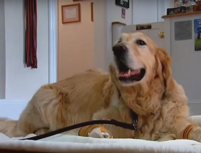 Even after being injured, Figo kept fighting to be at Audrey's side, and vets and emergency personnel say they've never seen anything quite like it.