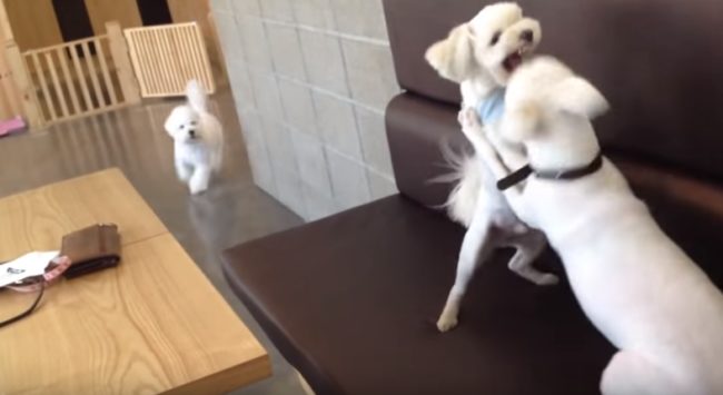 Their friend ran over as soon as he heard the angry snarls...