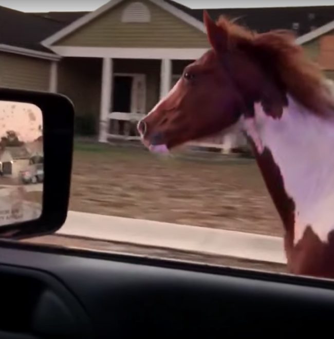 He pulled up alongside the animal in his car and asked the horse to "Stop... please?"