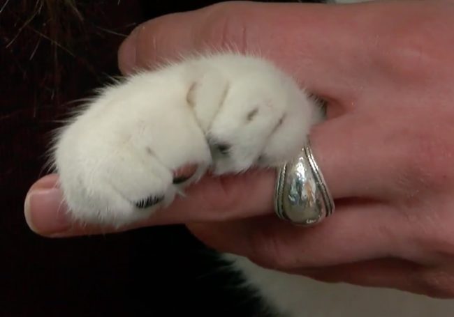 “It almost looks like a catcher’s mitt,” her owner Jeanne Martin said, adding that the extra digits on her front paws help her grip narrow surfaces.